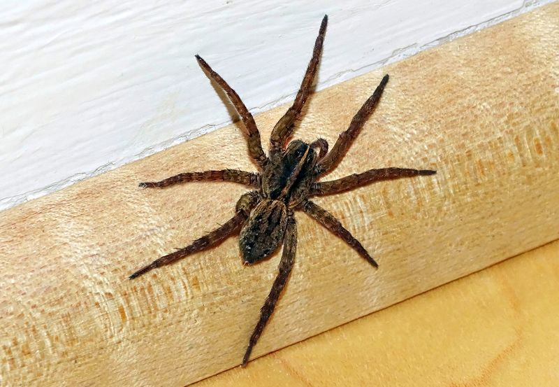 Wolf Spider