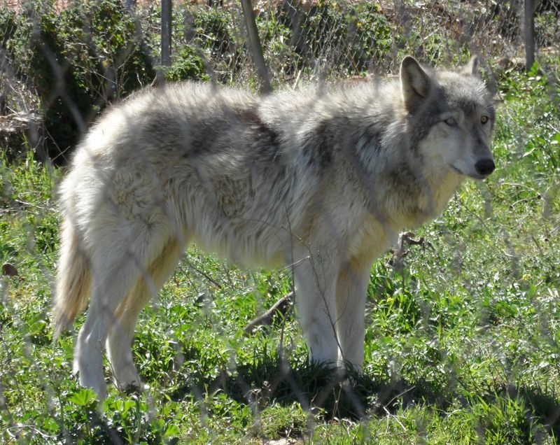 Wolfdog