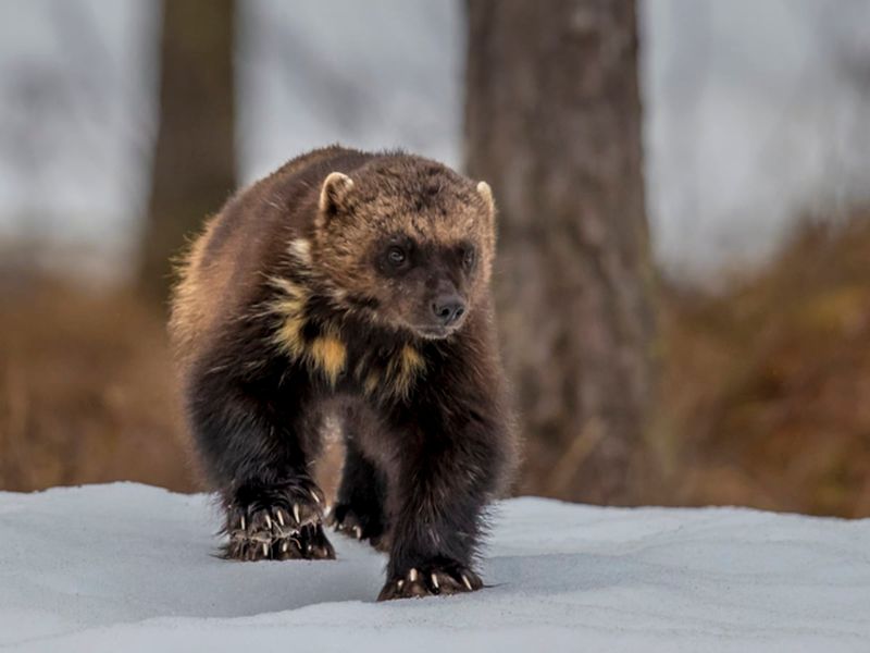 Wolverine's Incredible Sense of Smell