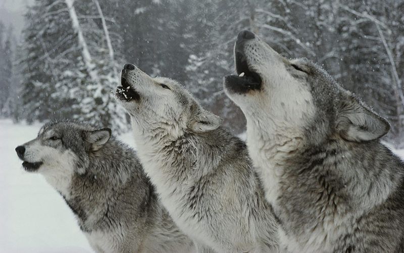 Wolves