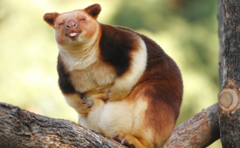 Wondiwoi Tree Kangaroo