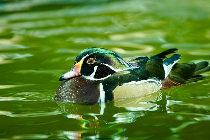 Wood Duck