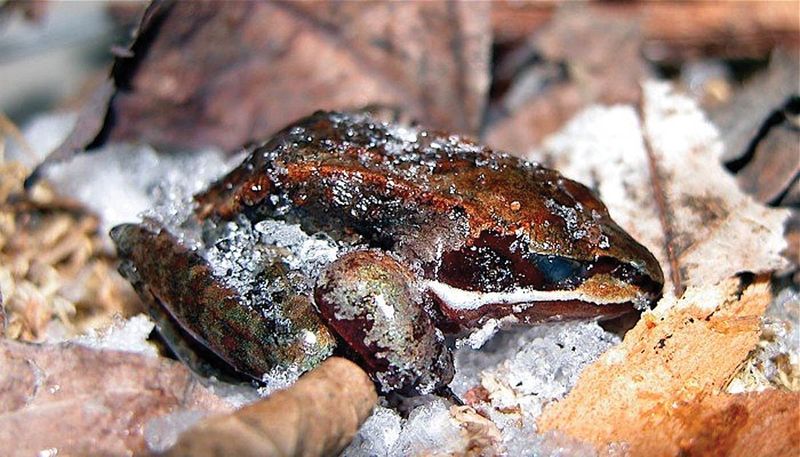 Wood Frog's Freezing Survival