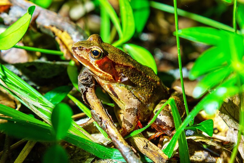 Wood Frog