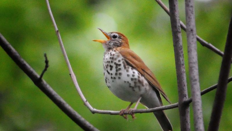 Wood Thrush