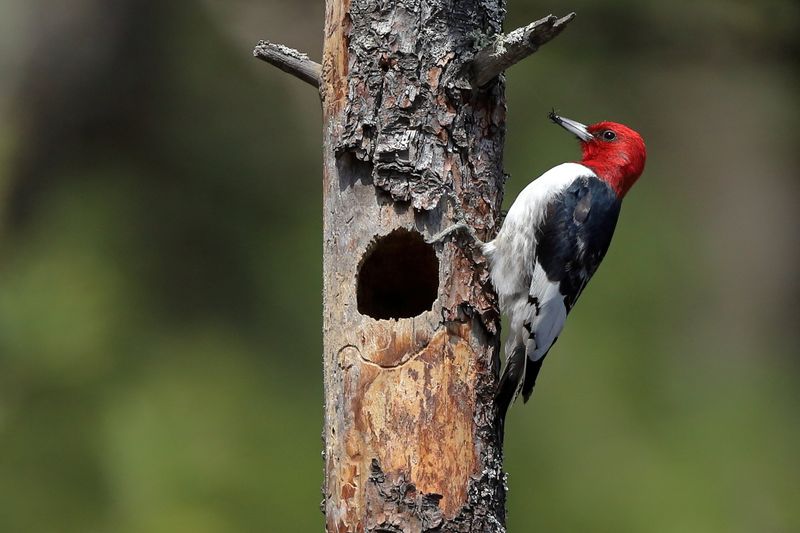 Woodpecker