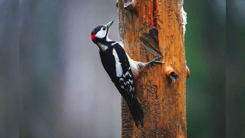 Woodpecker-Inspired Shock Absorption Technology