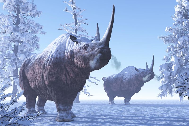 Woolly Rhinoceros