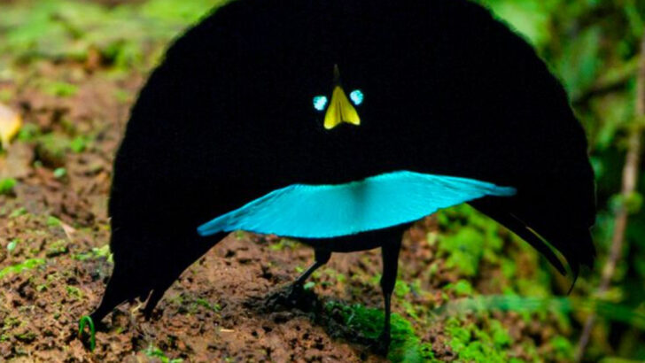 World’s Most Beautiful Birds