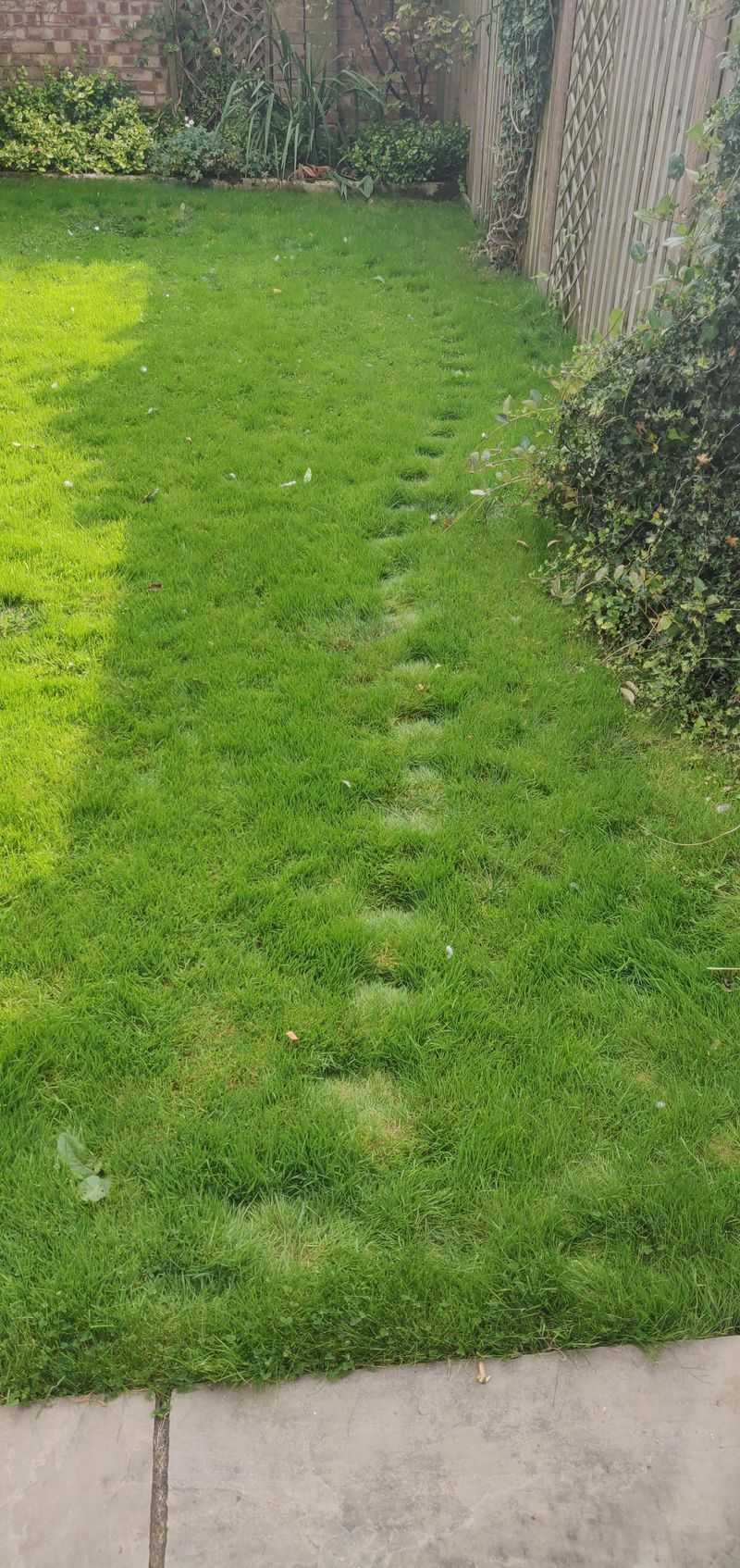 Worn Paths Through Grass