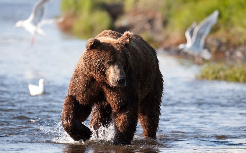 Wrangell-St. Elias National Park, Alaska