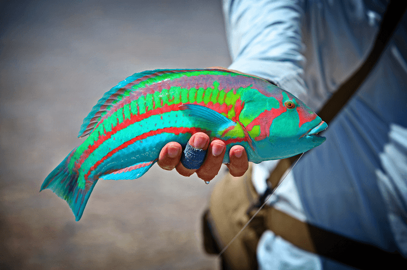 Wrasse