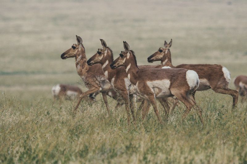 Wyoming's Pronghorn Migration Paths