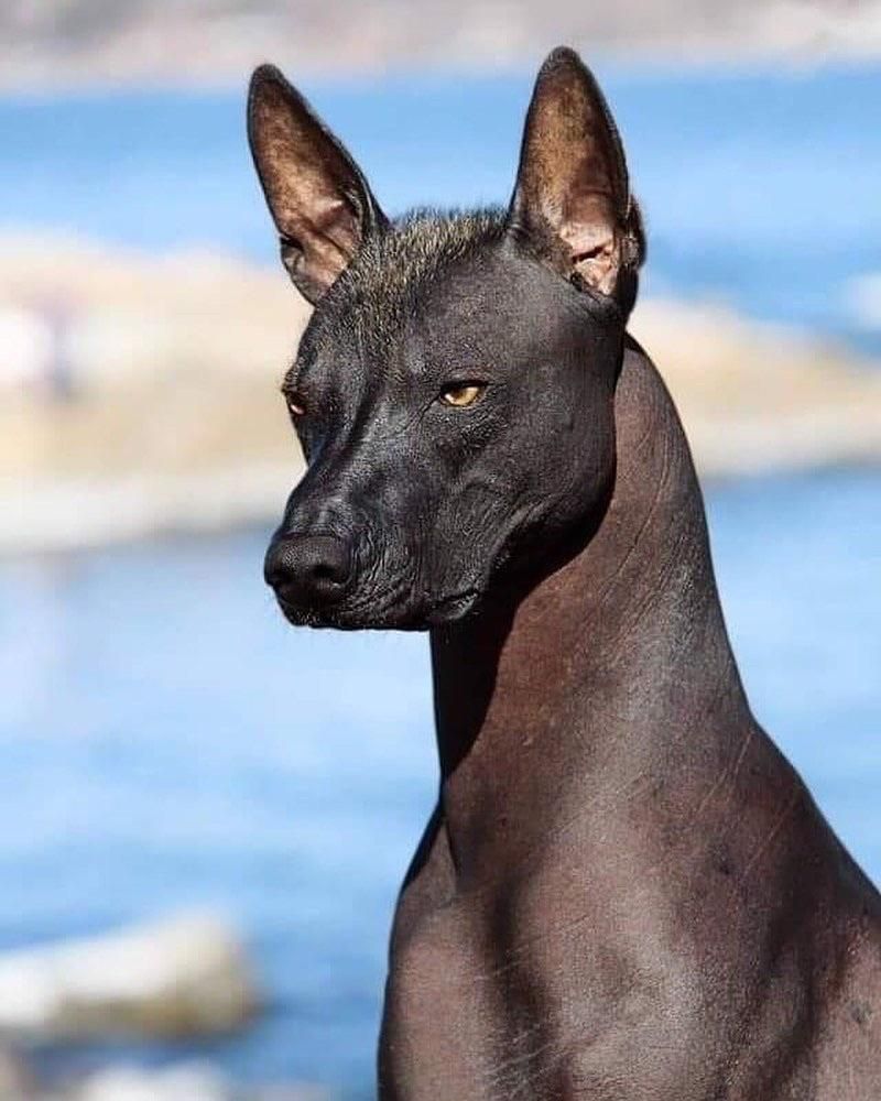 Xoloitzcuintli