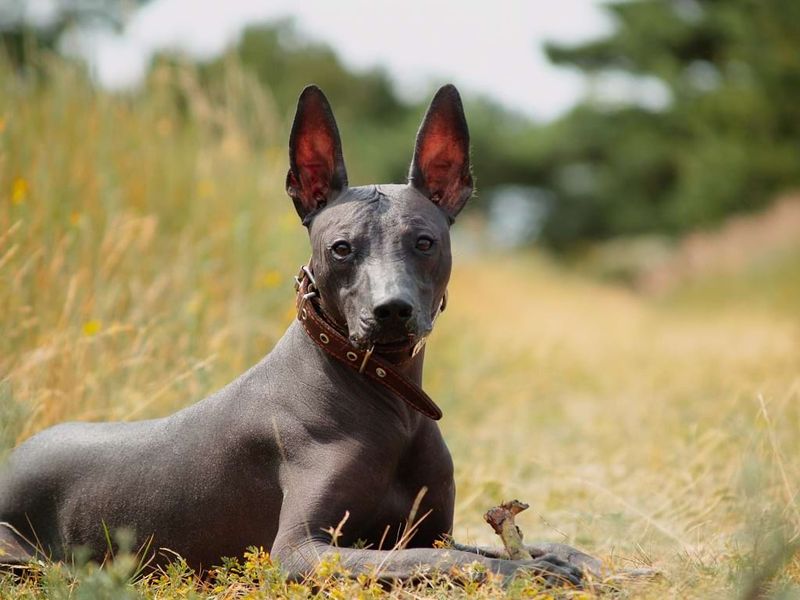 Xoloitzcuintli