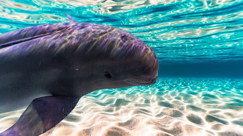 Yangtze Finless Porpoise