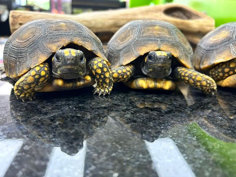 Yellow-Footed Tortoise