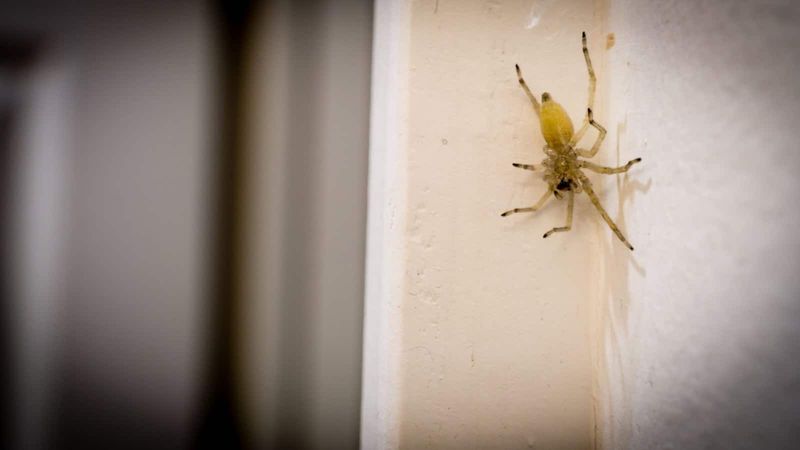 Yellow Sac Spider