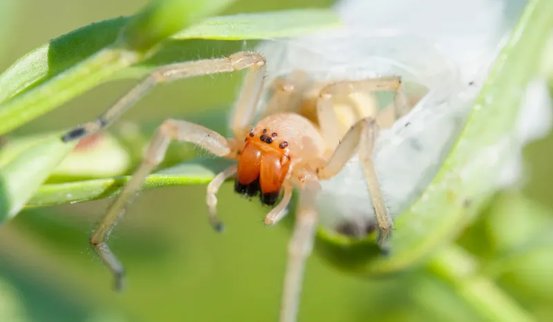 Yellow Sac Spider