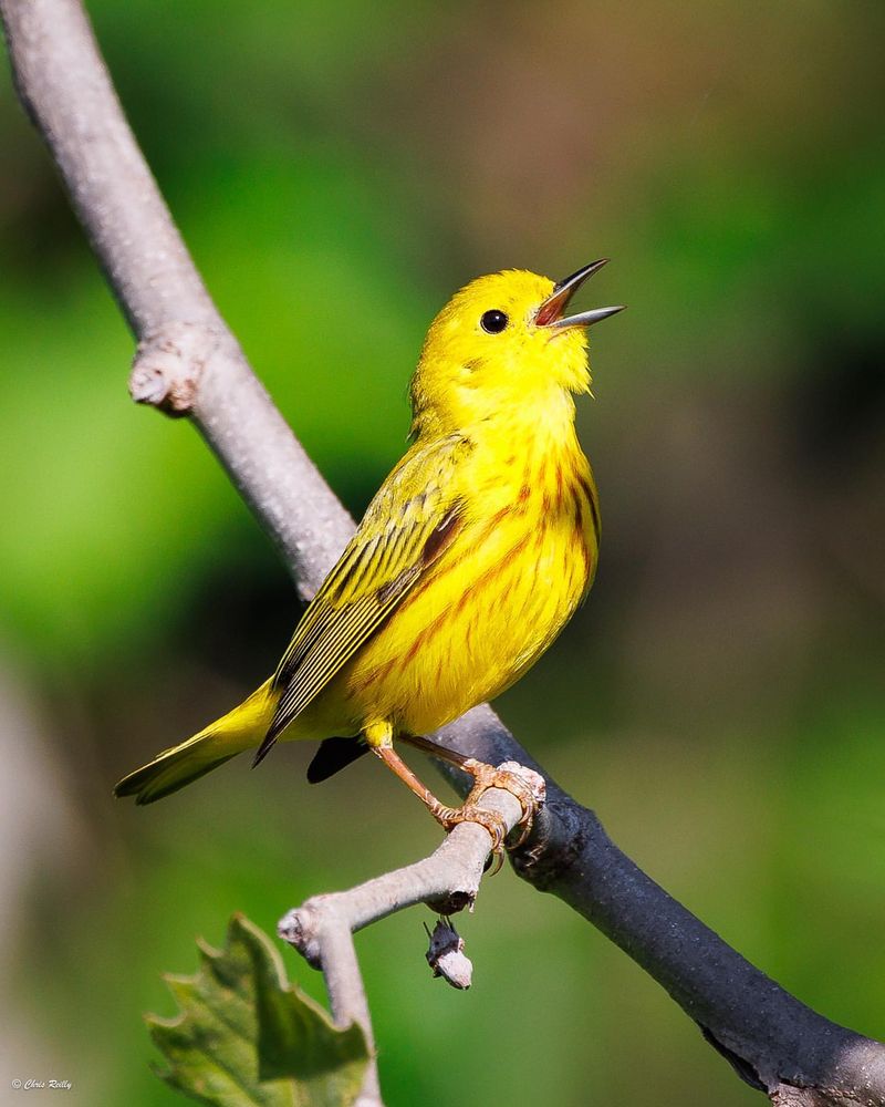 Yellow Warbler