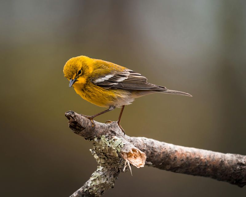 Yellow Warbler