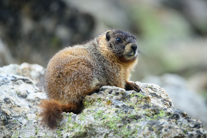 Yellow-bellied Marmot