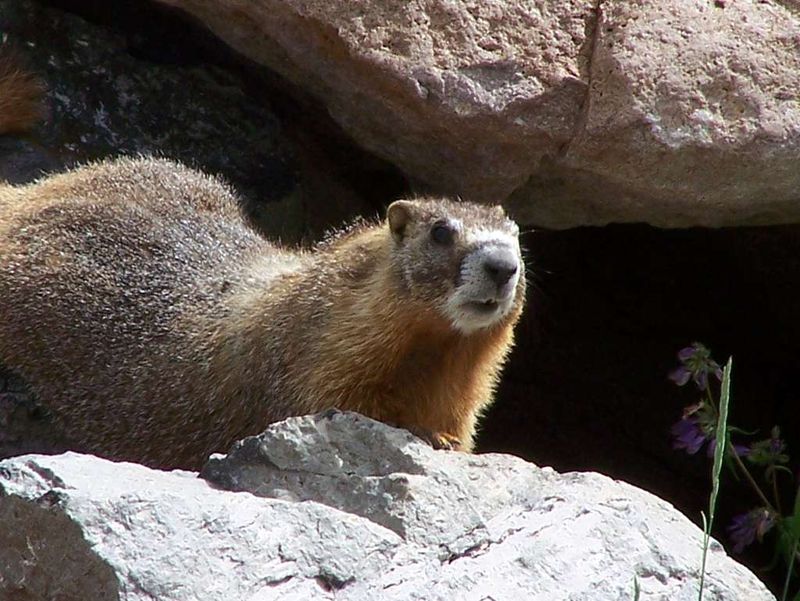 Yellow-bellied Marmot