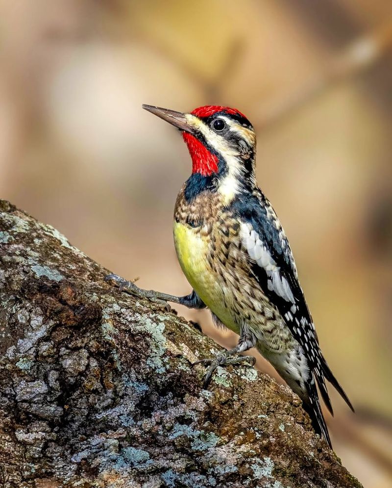 Yellow-bellied Sapsucker