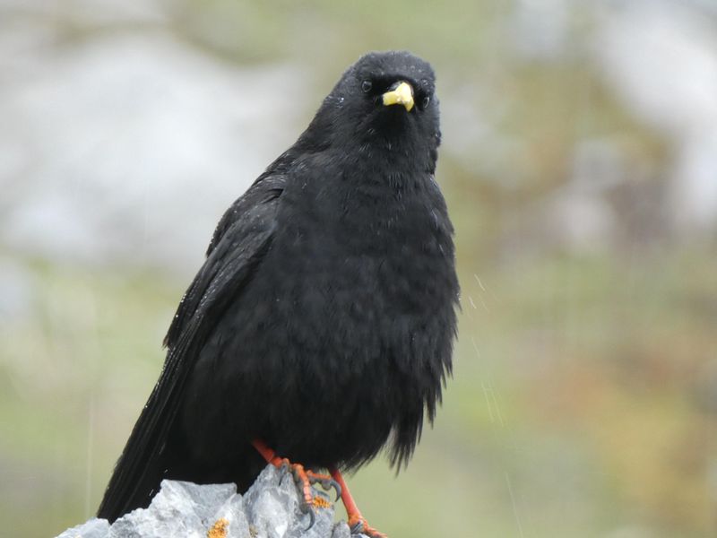 Yellow-billed Chough