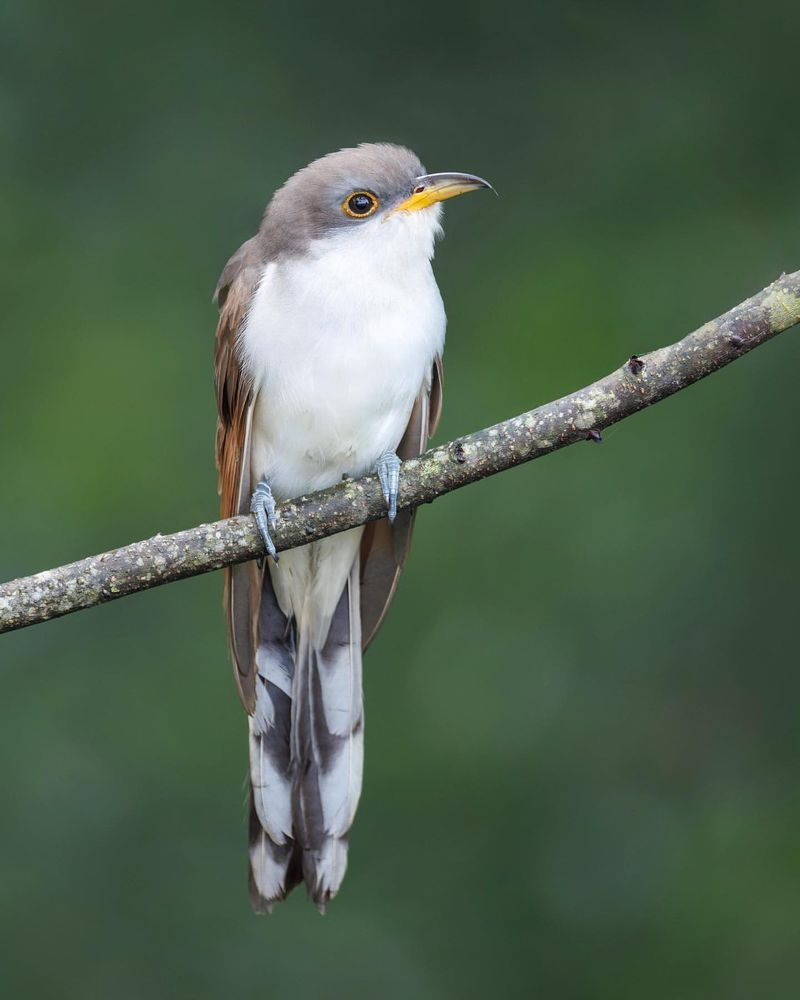 Yellow-billed Cuckoo