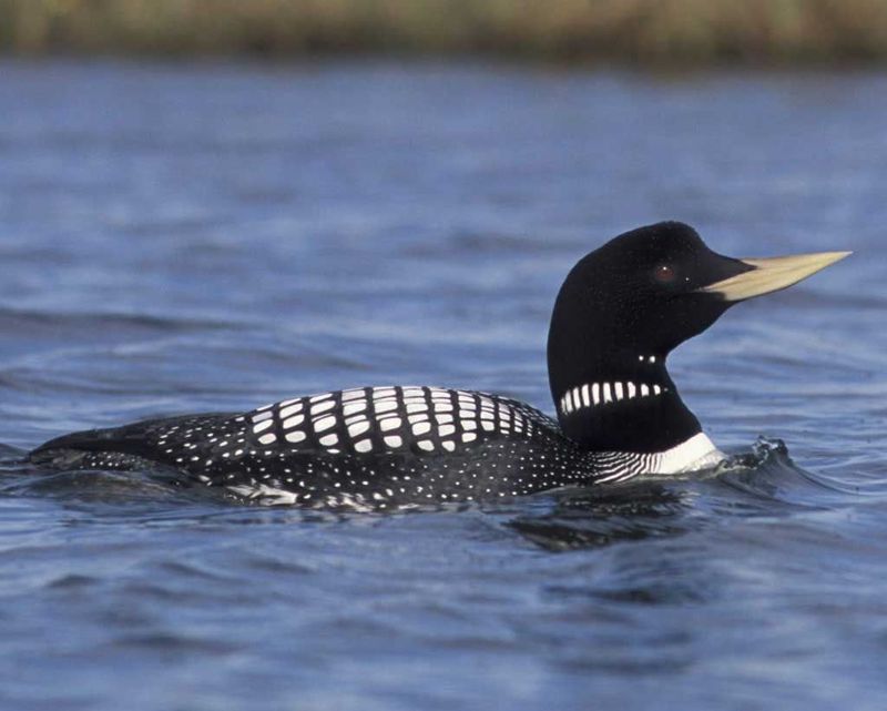 Yellow-billed Loon