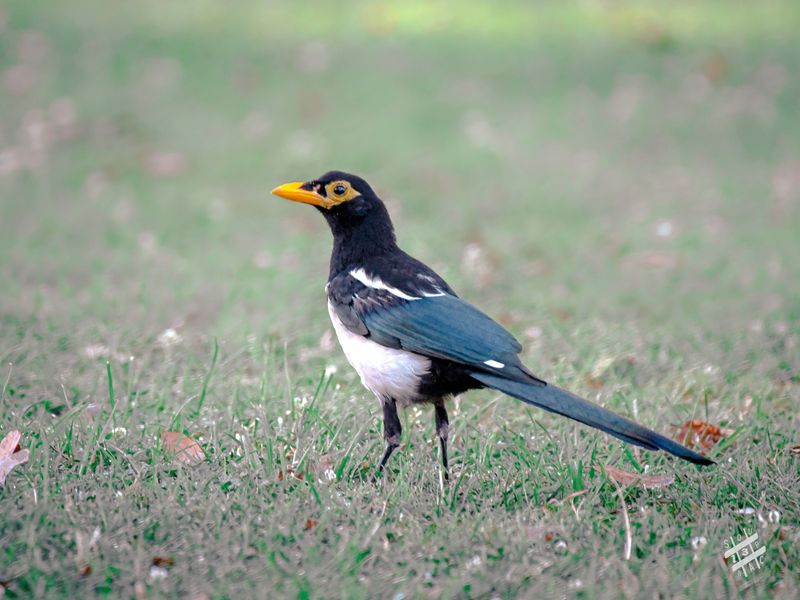 Yellow-billed Magpie