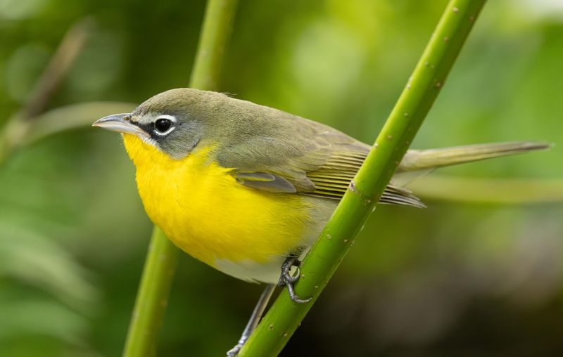 Yellow-breasted Chat