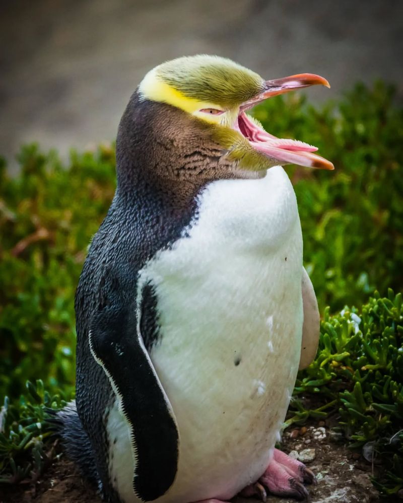 Yellow-eyed Penguin