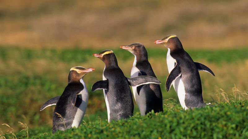 Yellow-eyed Penguins