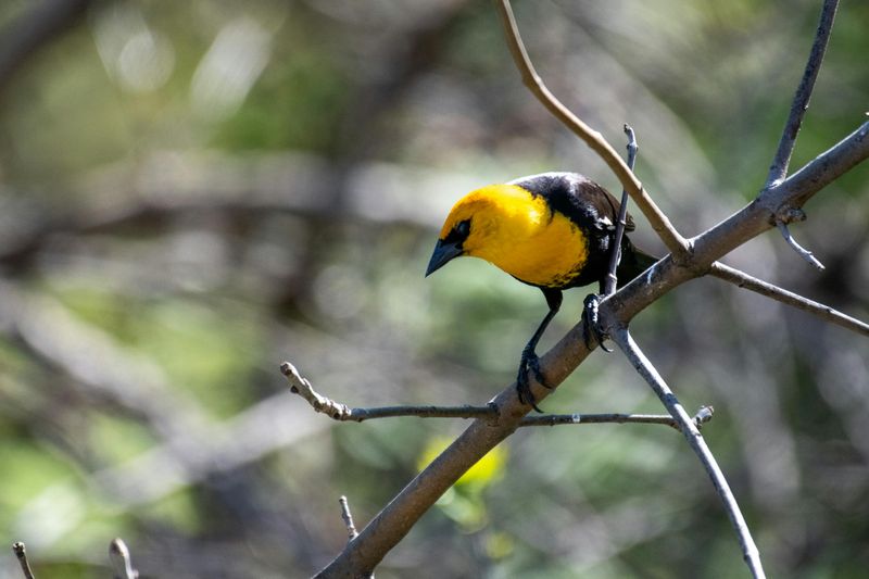 Yellow-headed Blackbird