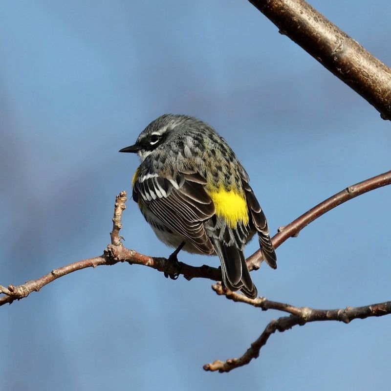 Yellow-rumped Warbler