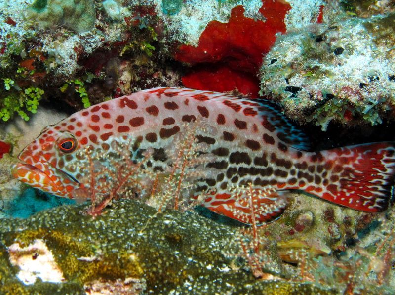 Yellowfin Grouper