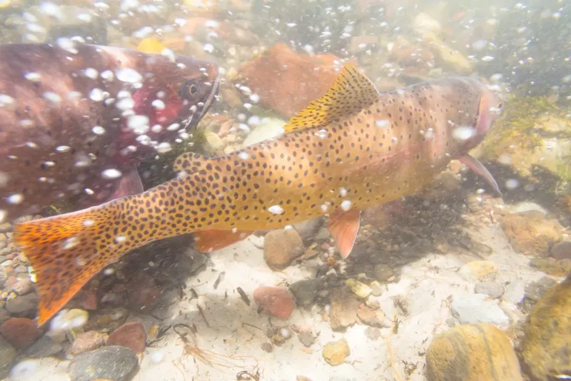 Yellowstone Cutthroat Trout