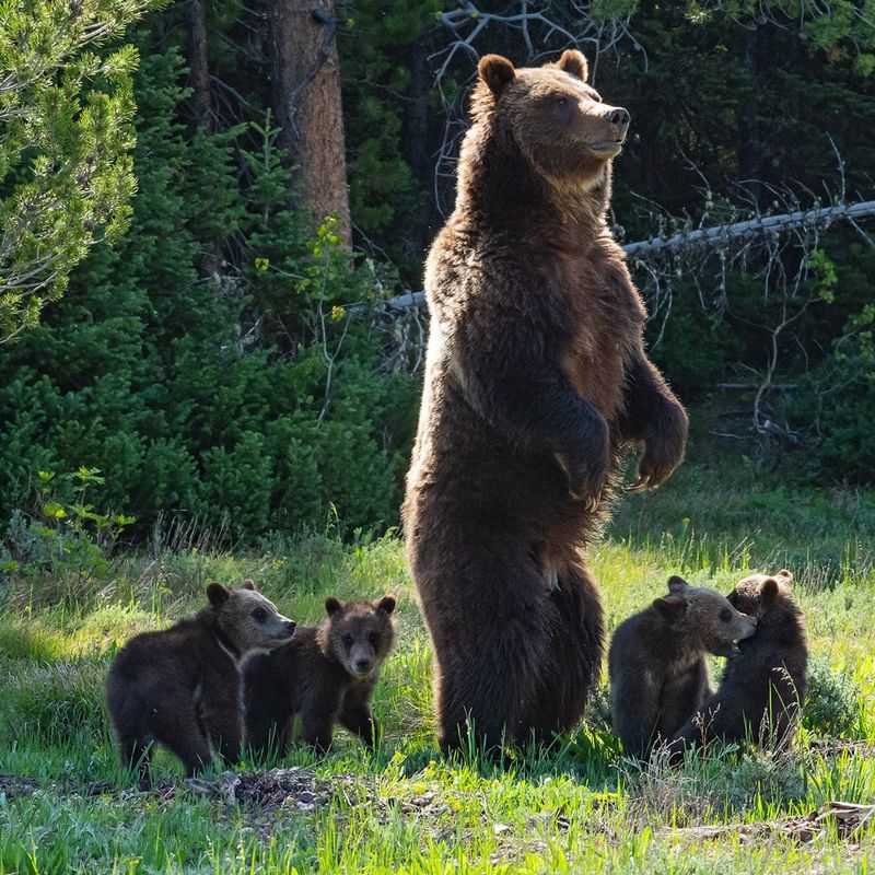 Yellowstone National Park, Wyoming