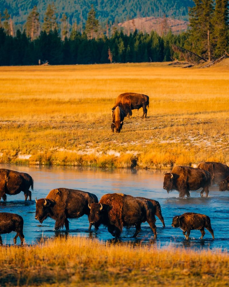 Yellowstone National Park