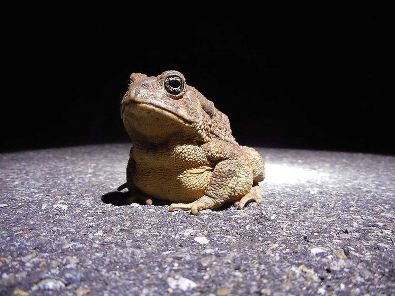 Yellowstone Toad