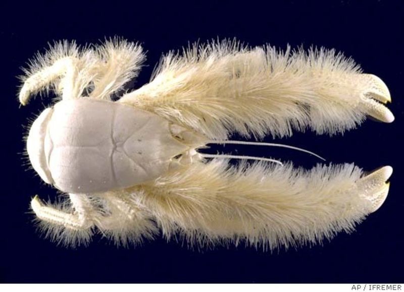 Yeti Crab