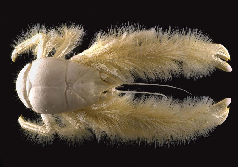 Yeti Crab