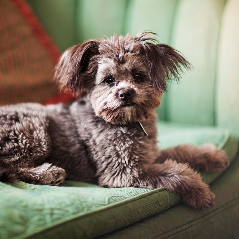 Yorkipoo