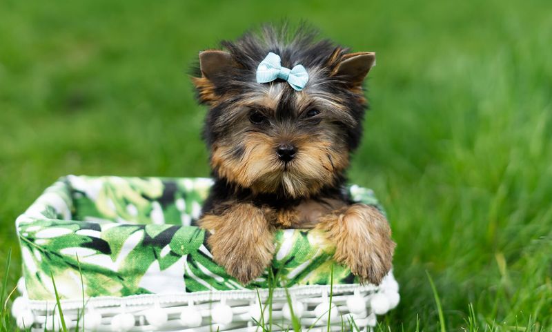 Yorkshire Terrier