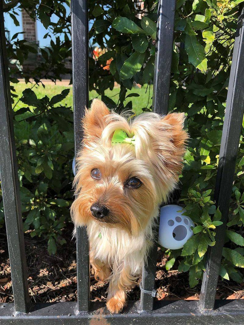 Yorkshire Terrier