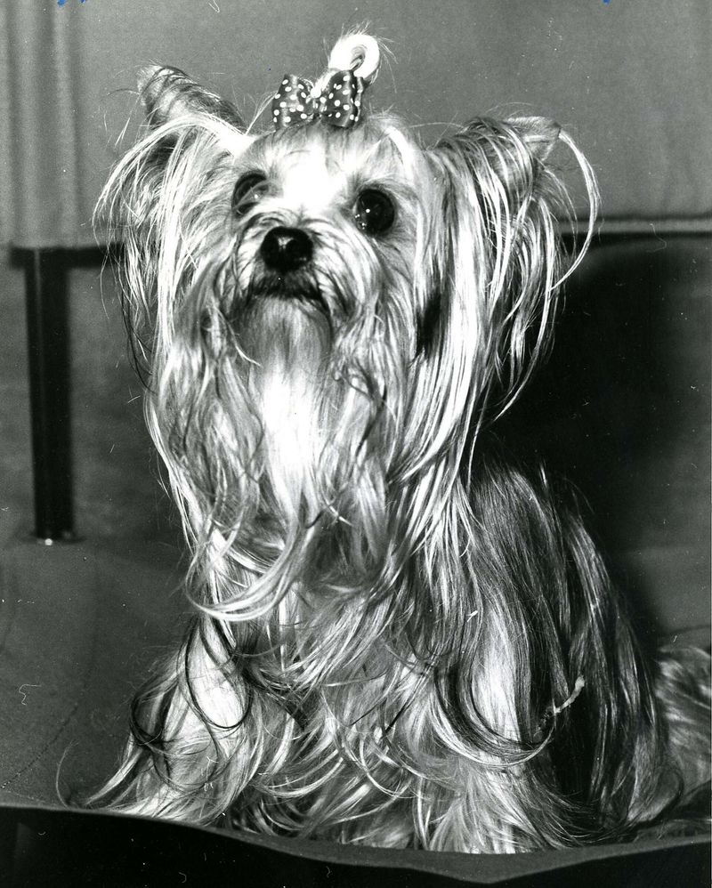 Yorkshire Terrier