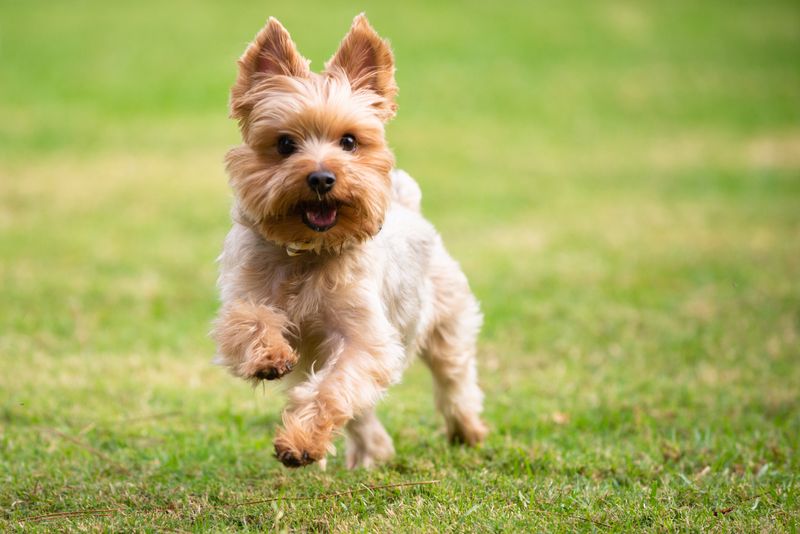 Yorkshire Terrier