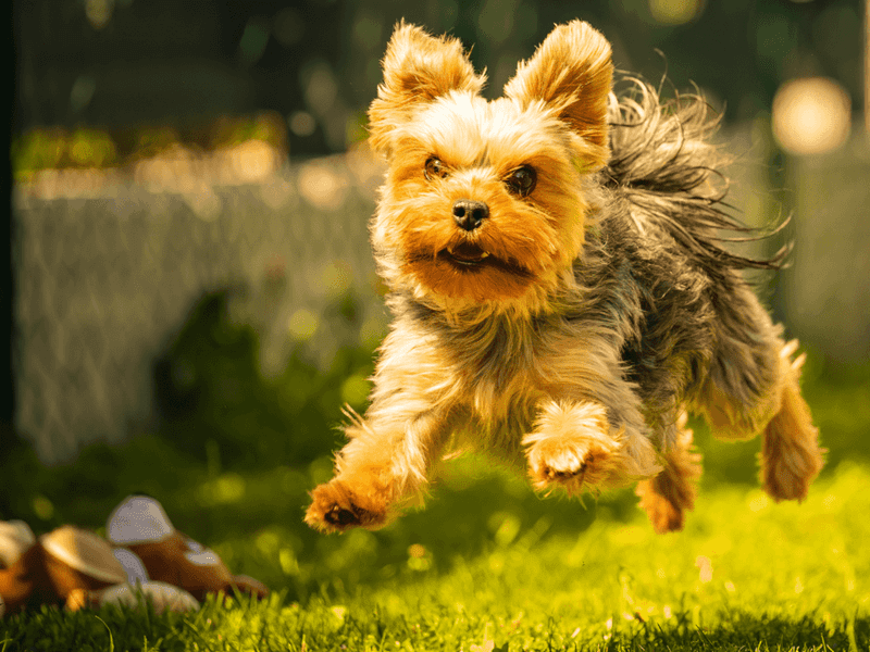 Yorkshire Terrier